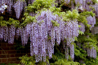 Картинка цветы глициния гроздья фиолетовый