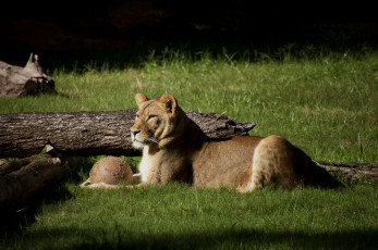 Картинка животные львы львица