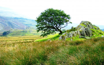 Картинка природа деревья поле дерево камни холмы
