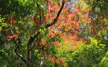 Картинка природа листья осень