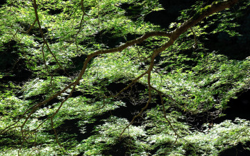 Картинка природа листья ветки