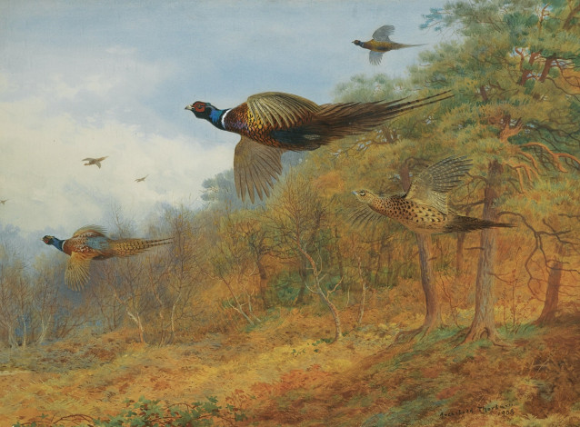 Обои картинки фото рисованные, archibald, thorburn