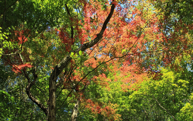 Обои картинки фото природа, листья, осень