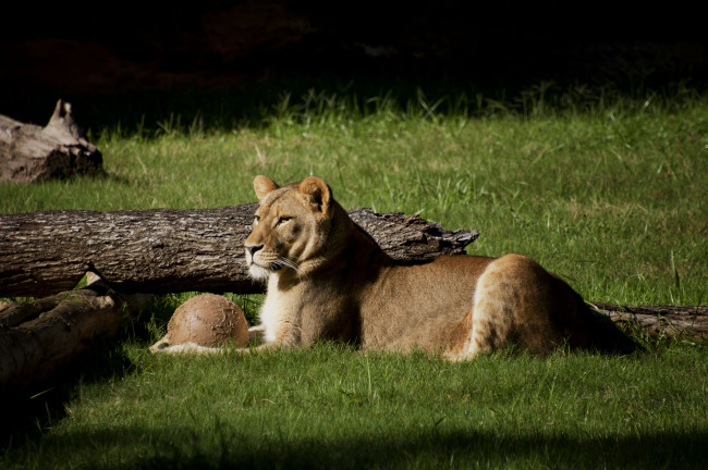 Обои картинки фото животные, львы, львица