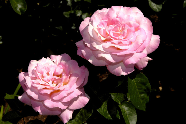 Обои картинки фото цветы, розы, лепестки, розовый