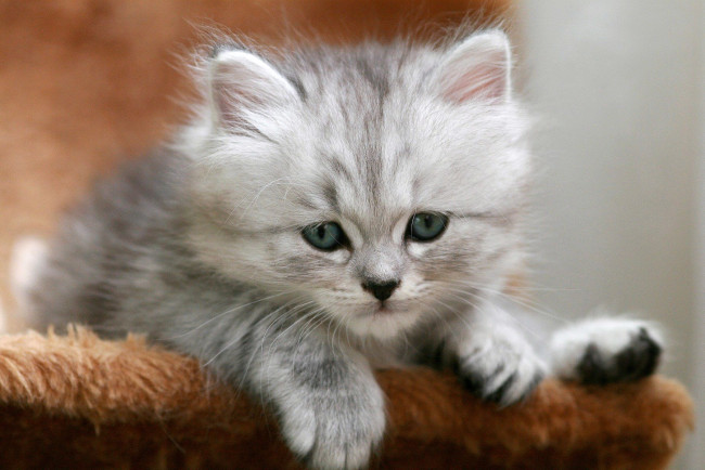 Обои картинки фото животные, коты, пушистый, котенок