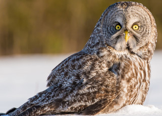 Картинка животные совы бородатая неясыть