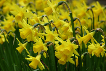 Картинка цветы нарциссы много желтый
