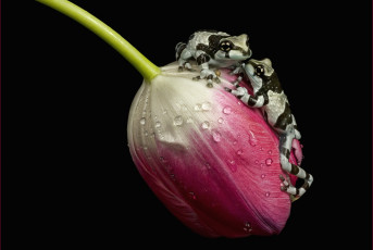 Картинка животные лягушки тюльпан жабки