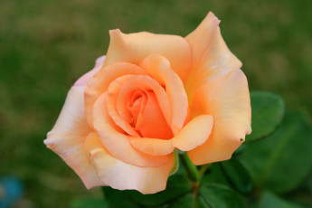 Картинка цветы розы чайная роза