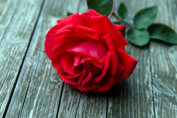 Картинка цветы розы красный