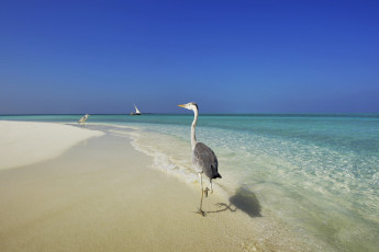 Картинка животные цапли мальдивы тропики пляж