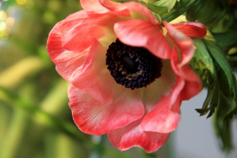 Картинка цветы анемоны адонисы анемон макро