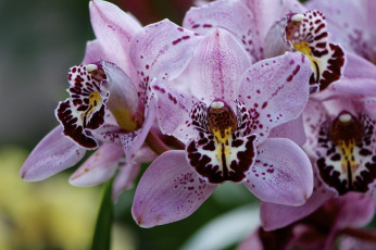 Картинка цветы орхидеи розовый