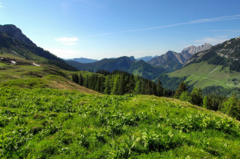 Картинка пейзаж природа горы деревья луг растения