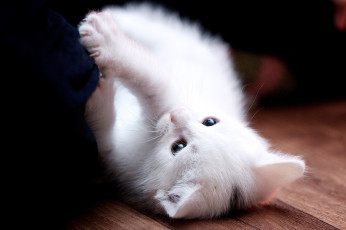 Картинка животные коты котейка