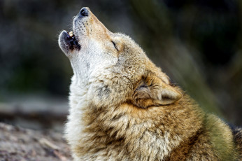 Картинка животные волки вой хищник