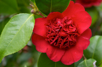 Картинка цветы камелии красный