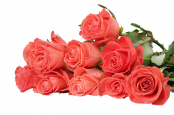 Картинка цветы розы розовый