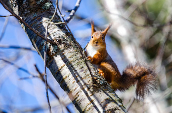Картинка животные белки дерево берёза