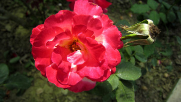 Картинка цветы розы лепестки