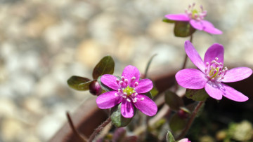 Картинка цветы ветреницы печёночницы макро лепестки