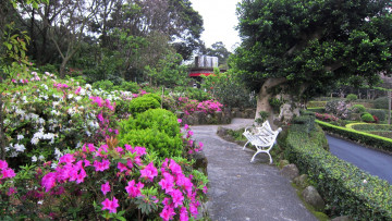 Картинка природа парк аллеи скамейка рододендрон