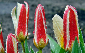 Картинка цветы тюльпаны капли