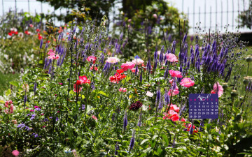Картинка календари цветы маки травы