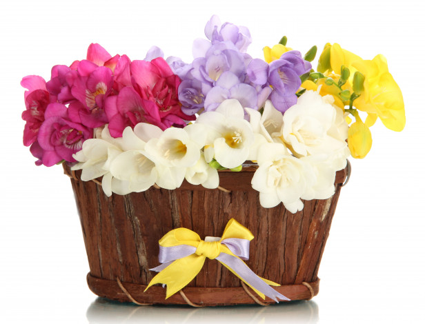 Обои картинки фото цветы, фрезия, бант, желтый, розовый, белый