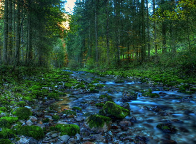 Обои картинки фото природа, реки, озера, лес, река, камни