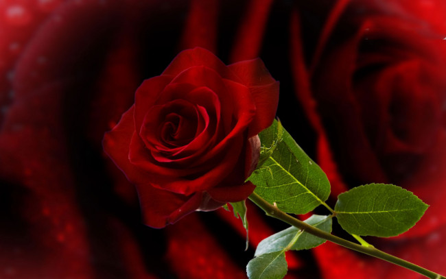 Обои картинки фото цветы, розы, бутон, листья, стебель, раза