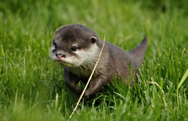 Обои картинки фото животные, выдры, каланы, ондатры, малыш, выдра