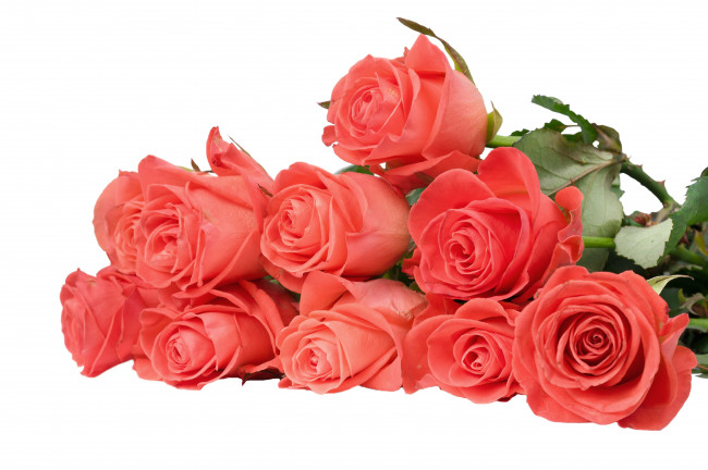 Обои картинки фото цветы, розы, розовый