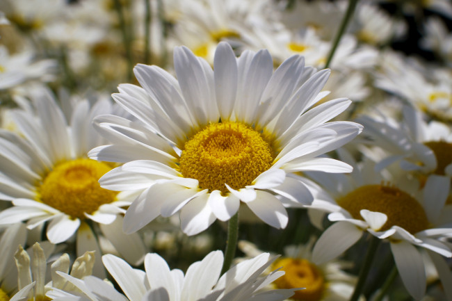 Обои картинки фото цветы, ромашки, лепестки