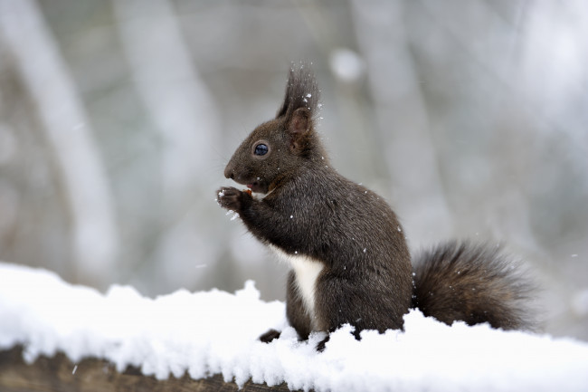 Обои картинки фото животные, белки, снег, бельчонок