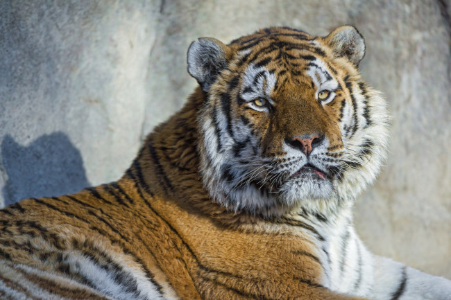 Обои картинки фото животные, тигры, портрет