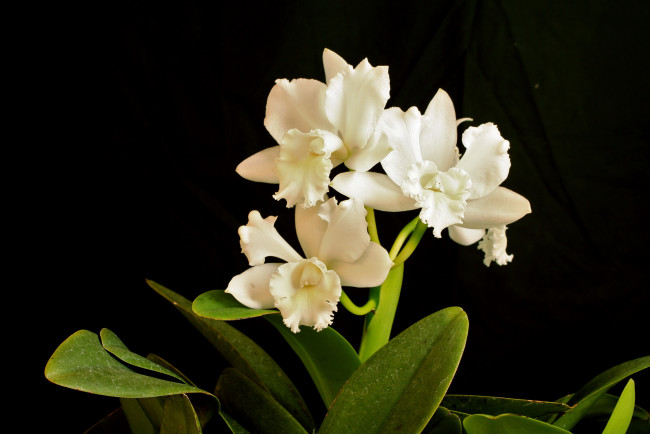 Обои картинки фото цветы, орхидеи