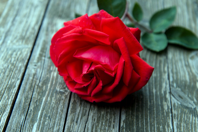 Обои картинки фото цветы, розы, красный