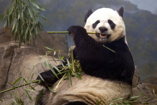 Обои картинки фото животные, панды, мишка, обед, смешной