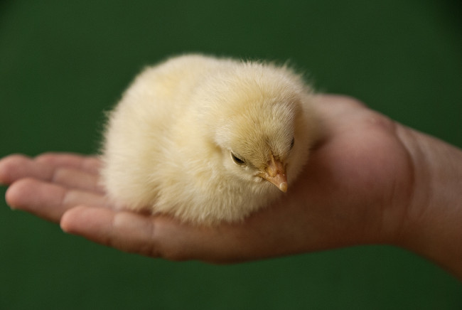 Обои картинки фото животные, куры, петухи, ладонь, цыпленок