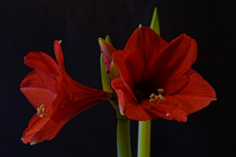 Картинка amaryllis цветы амариллисы +гиппеаструмы цветок