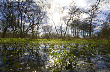 Картинка природа восходы закаты отражение солнце лес вода небо облака деревья плавни