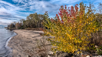 Картинка природа реки озера река кусты коса