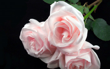 Картинка цветы розы розовый