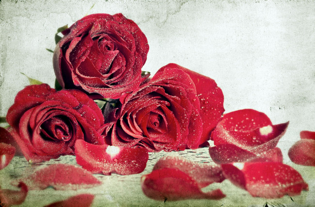 Обои картинки фото цветы, розы, лепестки