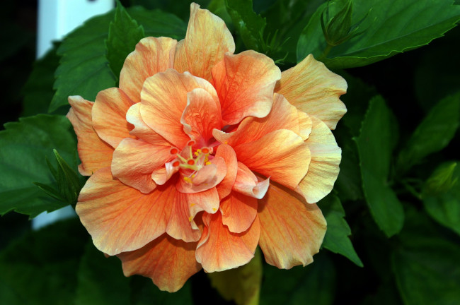 Обои картинки фото цветы, гибискусы, макро