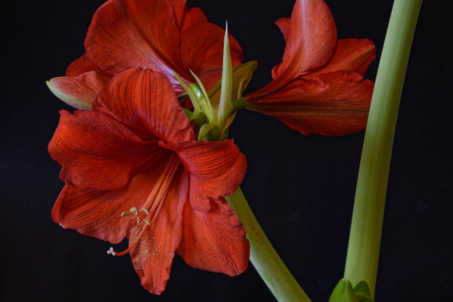 Обои картинки фото amaryllis, цветы, амариллисы,  гиппеаструмы, цветок
