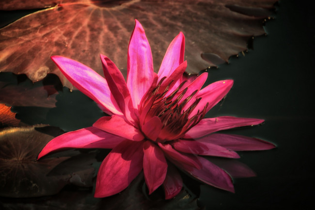 Обои картинки фото цветы, лилии водяные,  нимфеи,  кувшинки, цветок