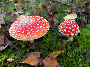 Картинка природа грибы +мухомор крапинки